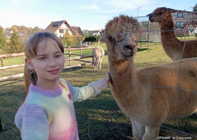 Uczniowie klas 1c i 3c w zagrodzie alpak w Cieszynie